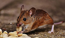 24 Hour & Emergency Exterminators in Hummelstown, PA